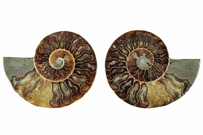 Cut & Polished, Agatized Ammonite Fossil - Madagascar #317696